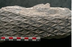 Foto (Detailansicht) von Lepidodendron aculeatum St. (NHMW-GEO-2024-0188-11021)